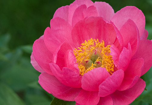 Photography-Peony