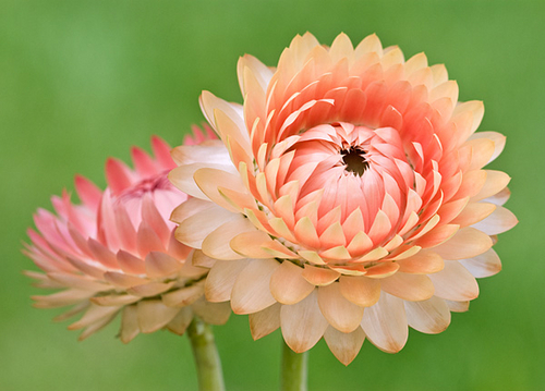 Photography-Strawflower