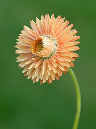 Photography-Strawflower