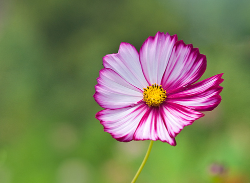 Photography-Cosmos