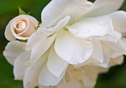 Photography-Rose