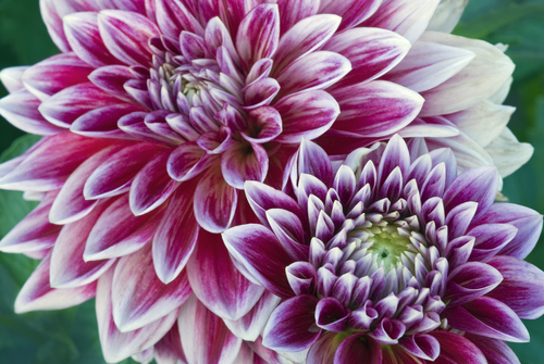 Photography-Dahlia
