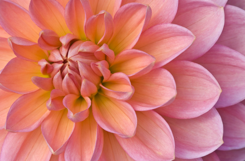 Photography-Peach Dahlia