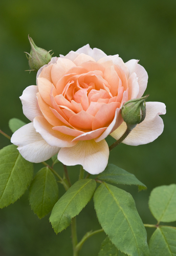 Photography-Peach Rose