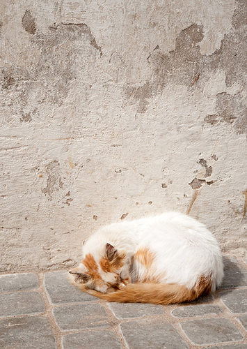 Photography-Catnapping