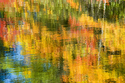 Connecticut%20Fall%201 (thumbnail)