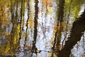 Spice%20Bush%20Swamp%201 (thumbnail)