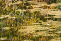 Pine%20Needles (thumbnail)