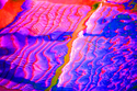 Pink%20Study%202 (thumbnail)