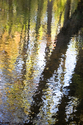 Spice%20Bush%20Swamp%202 (thumbnail)