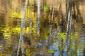 Trout%20Brook%20Birches (thumbnail)