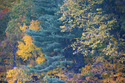 Autumn%27s%20Layers (thumbnail)