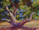 Grand%20Ol%27%20Tree (thumbnail)
