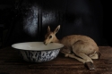 Eran Gilat - Still Life Photography Life Science, Eran Gilat - Still Life Photography