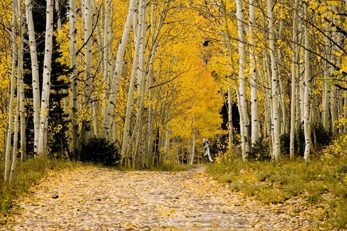 Photography-Landscape-Aspen Lane