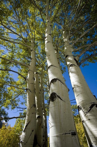 Photography-Landscape-Aspen Pod