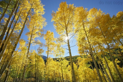 Photography-Landscape-Ouray Starburst