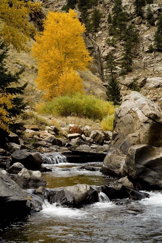 Photography-Landscape-Clear Creek Cottonwood