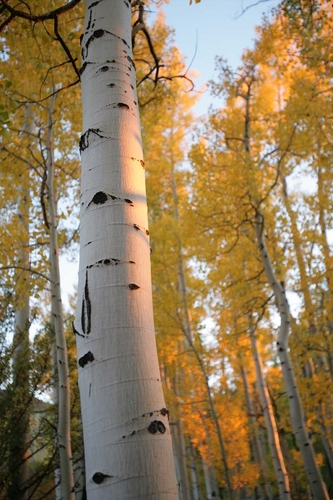 Photography-Landscape-Aspen Sunset