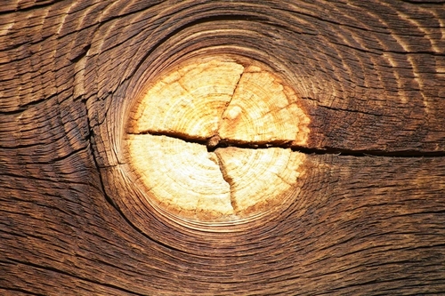 Photography-Abstract-Goldeneye