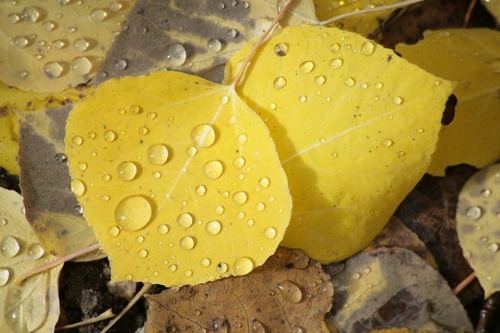 Photography-Landscape-Aspen raindrops