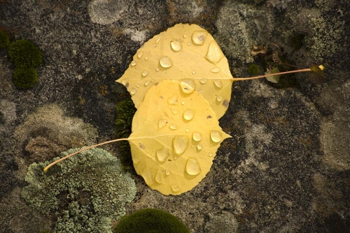Photography-Floral-Aspen Lovers