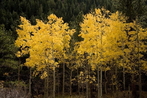Photography-Landscape-Aspen spotlight