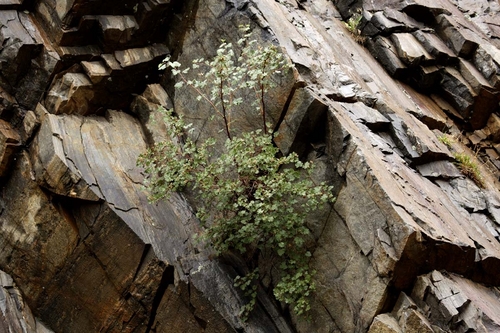 Photography-Landscape-Tenacious