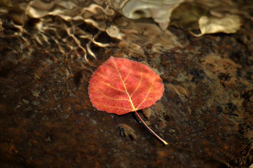 Photography-Landscape-Aspen under water