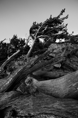 Photography-Landscape-Wind blown