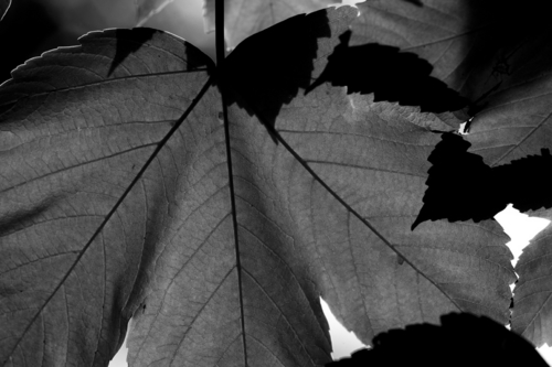 Photography-Floral-Back light