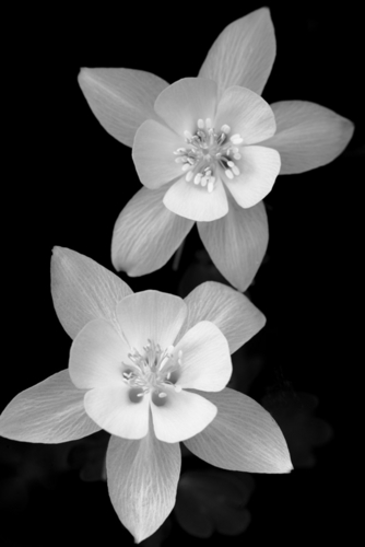 Photography-Floral-Columbine