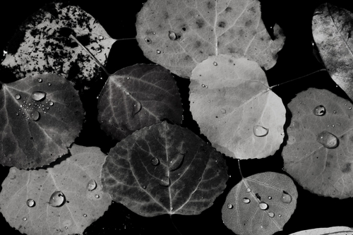 Photography-Floral-Floating Aspens