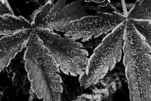 Photography-Floral-Frosted