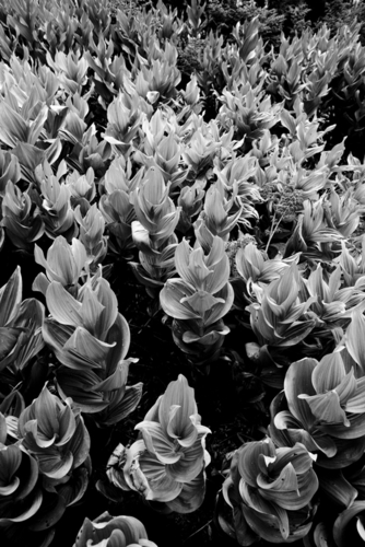 Photography-Floral-Mingling