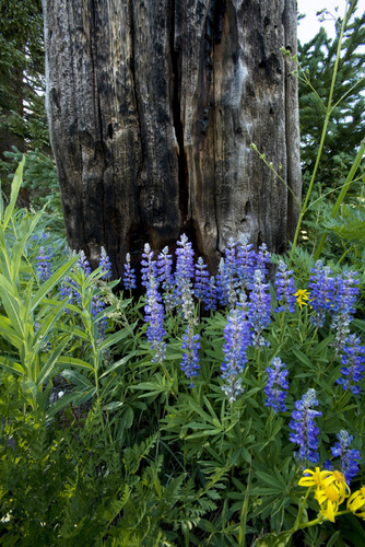 Photography-Floral-Survivors