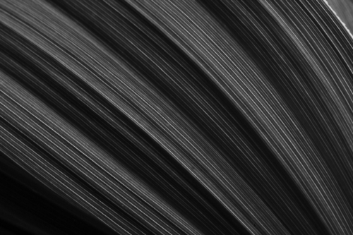 Photography-Abstract-Fan