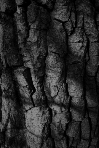 Photography-Abstract-Bark Study #1