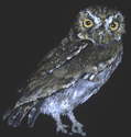 Erin Payne - Elf Owl