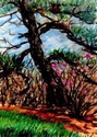 Wellesley College Botanic Garden III 