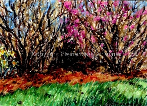 Wellesley College Botanic Garden I 
