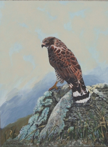 Painting-Wildlife-Broad-Winged Hawk