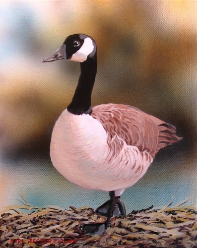 Painting-Wildlife-Canada Goose