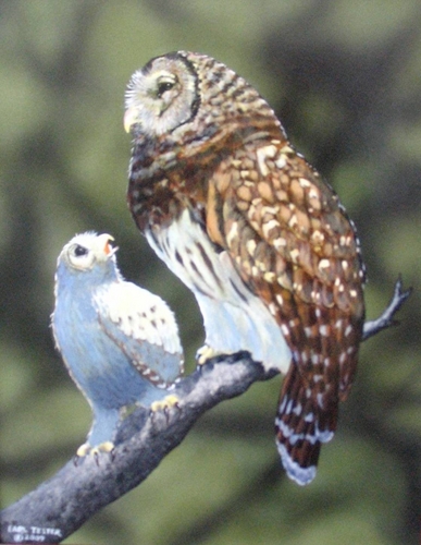 Painting-Wildlife-Barred Owl and Chick