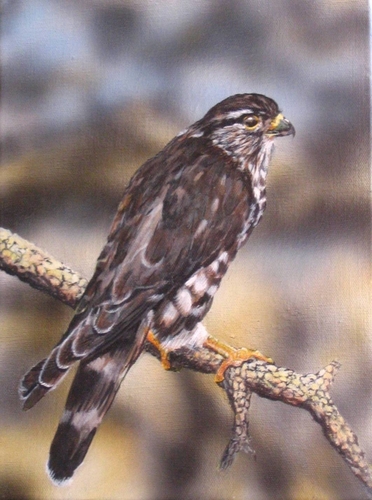 Painting-Wildlife-Merlin