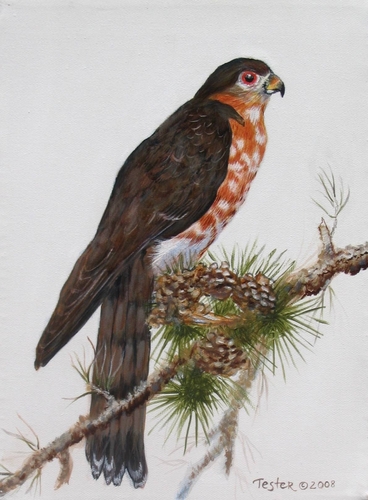 Painting-Wildlife-Coopers Hawk