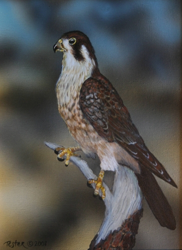 Painting-Wildlife-Peregrin Falcon