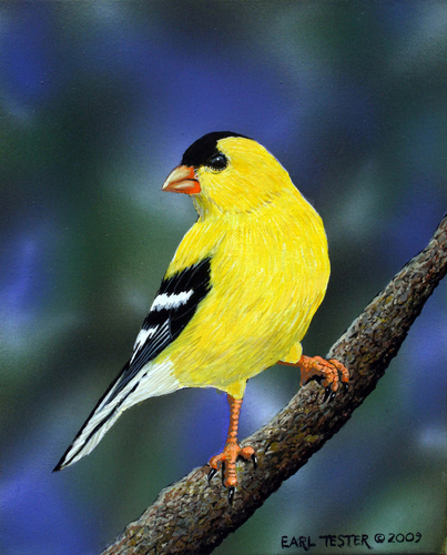 Painting-Wildlife-Goldfinch