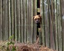 Peek A Boo