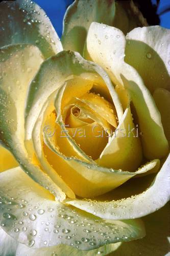 Photography-Nature-Architectural Rose